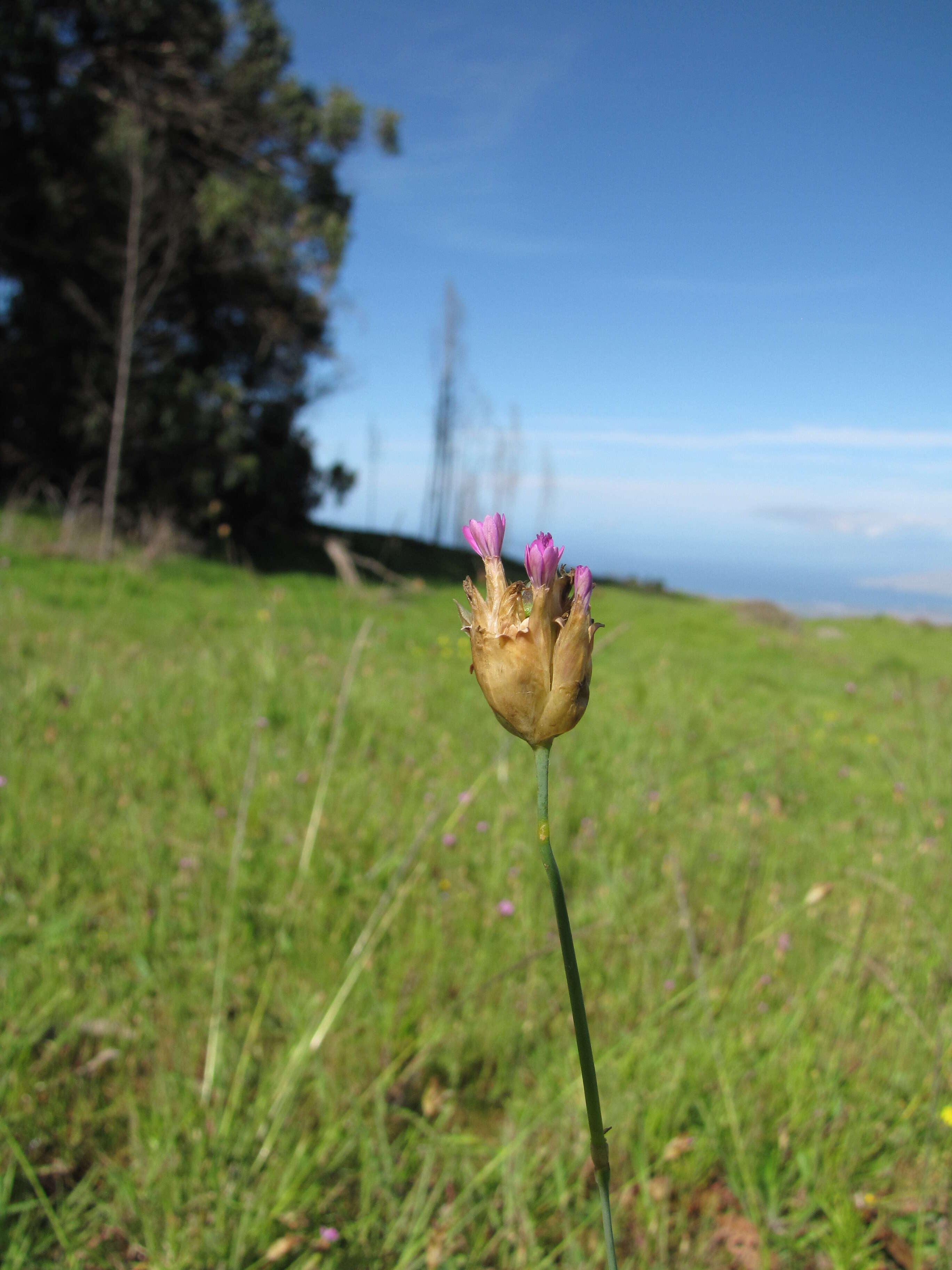 Image of hairypink