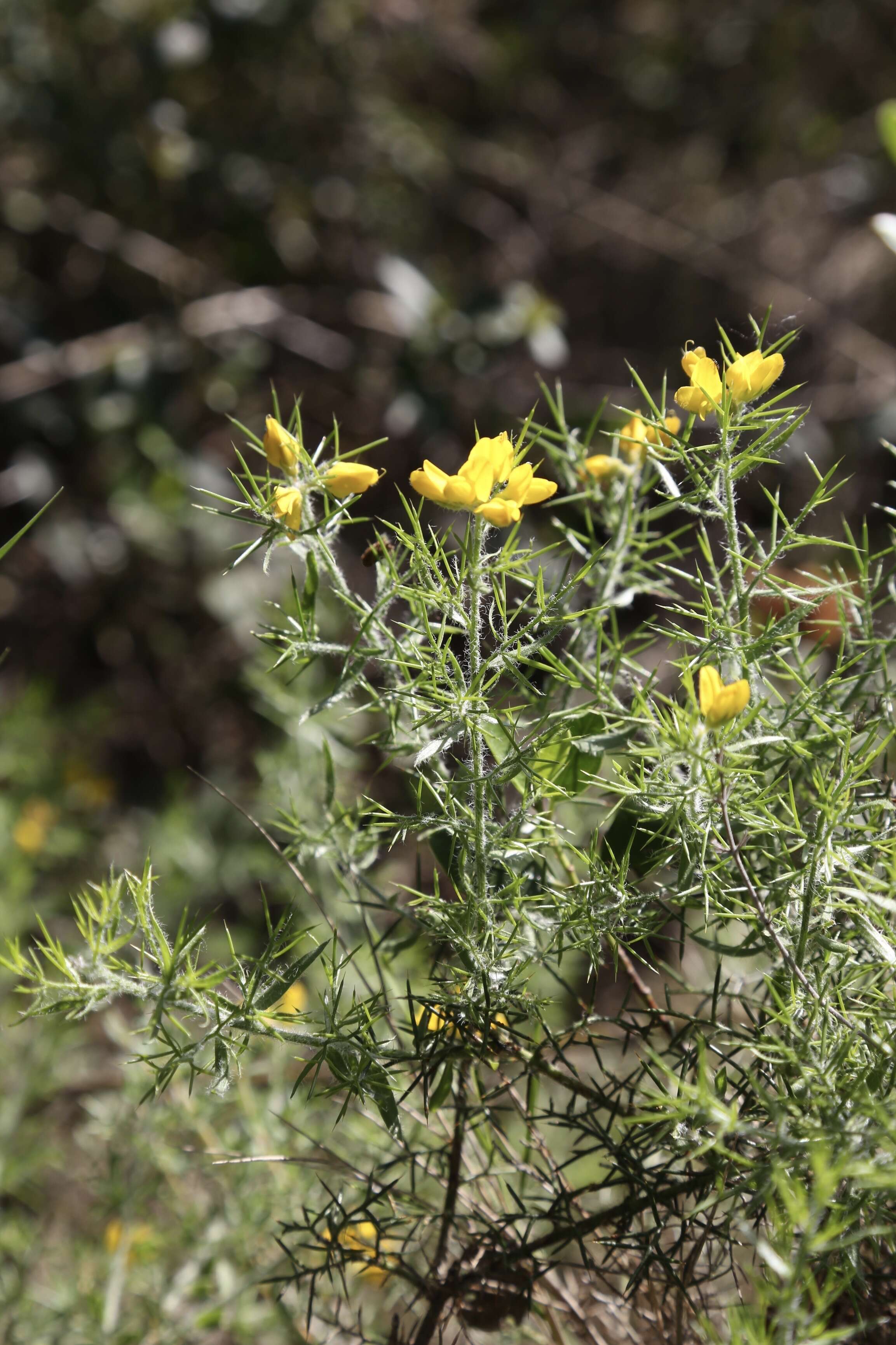 Image of Genista hispanica L.