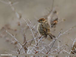 Image of Spanish Sparrow