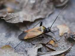 Adelphocoris seticornis (Fabricius 1775)的圖片