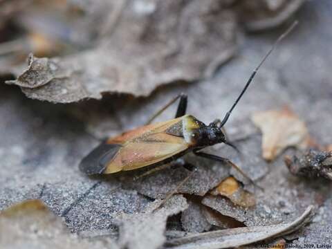 Image of Adelphocoris seticornis (Fabricius 1775)