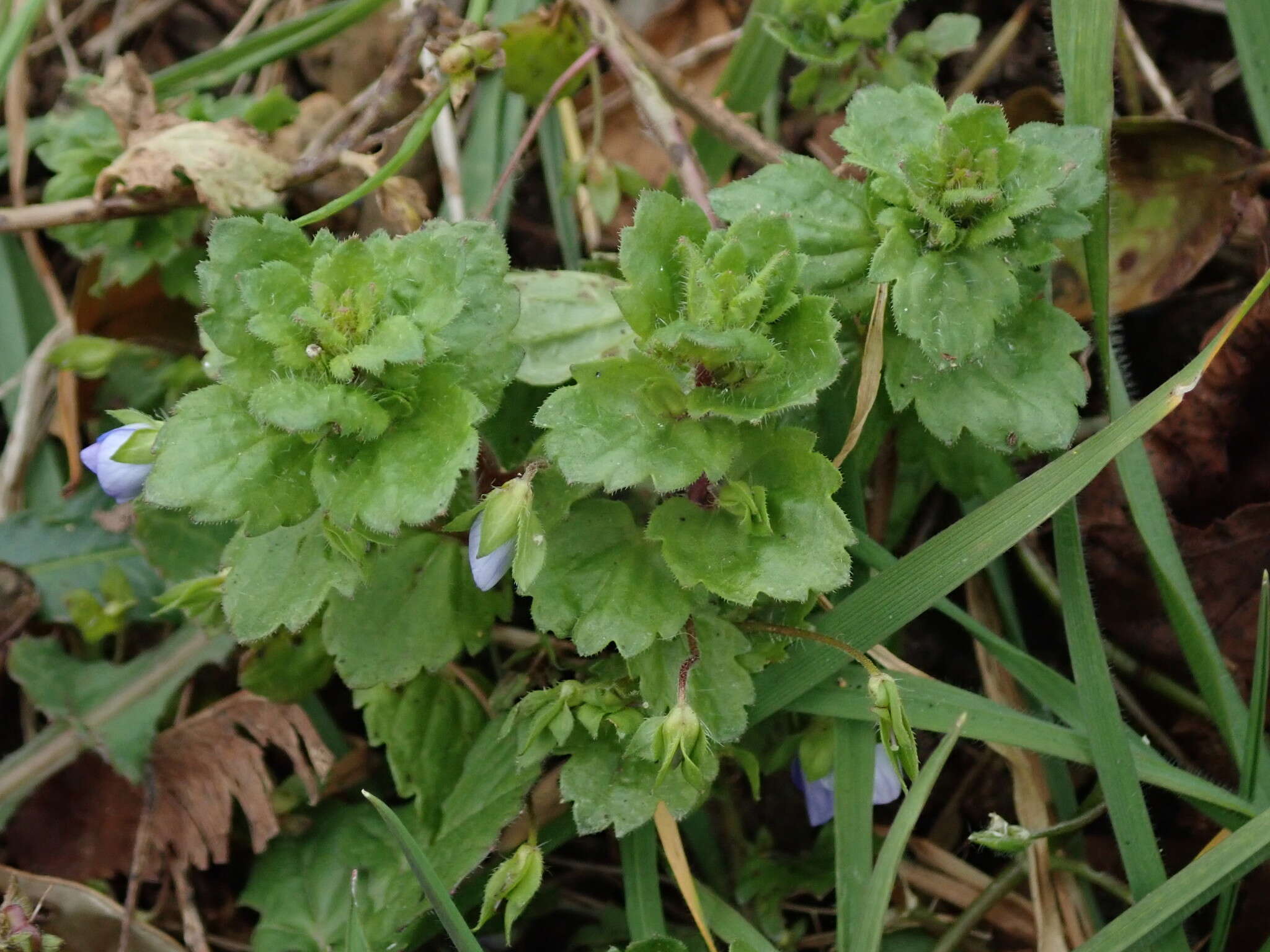 Image of birdeye speedwell