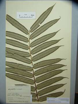 Image of angiopteris fern