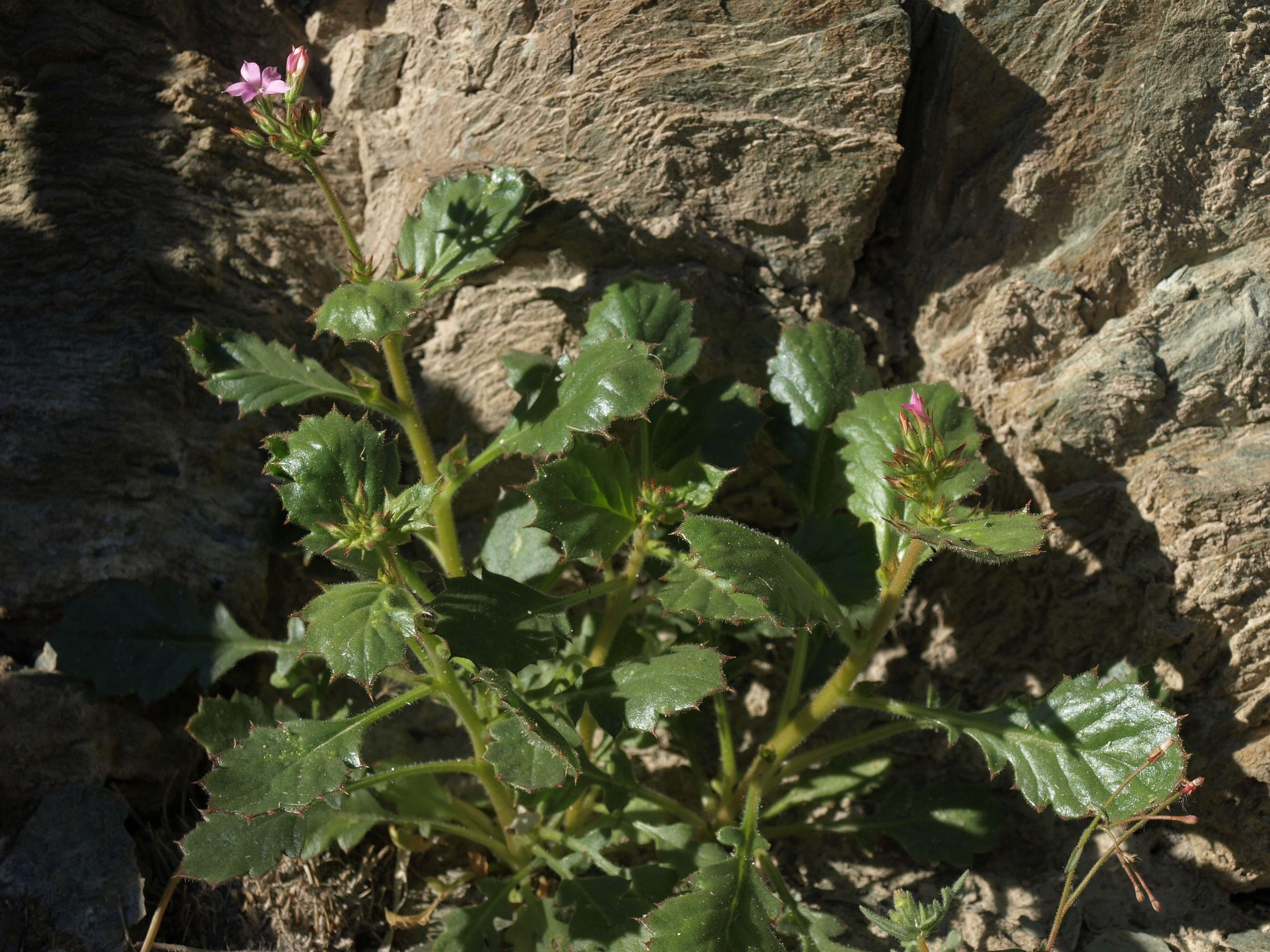 Image of broad-leaf gilia