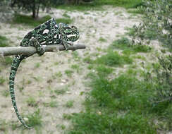 Image de Caméléon commun