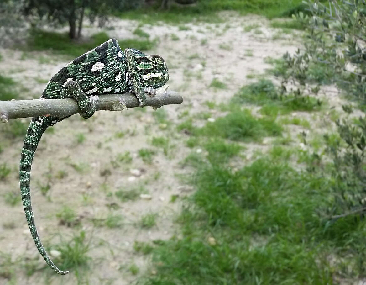 Image de Caméléon commun