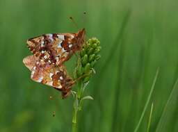 Image of cranberry fritillary