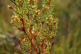 Image of Pink Swamp Heath