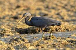 Image of Eastern Reef Egret