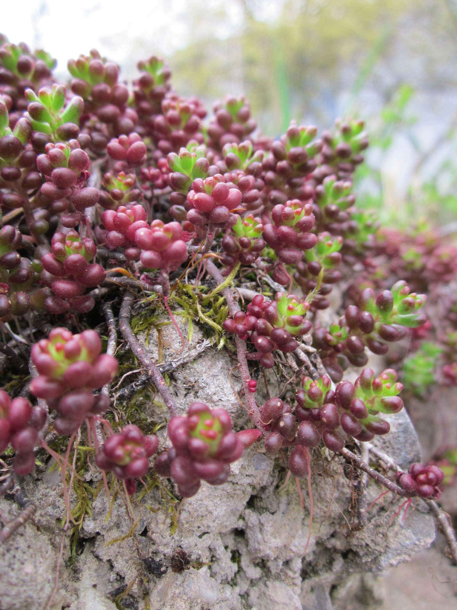 Image of White Stonecrop