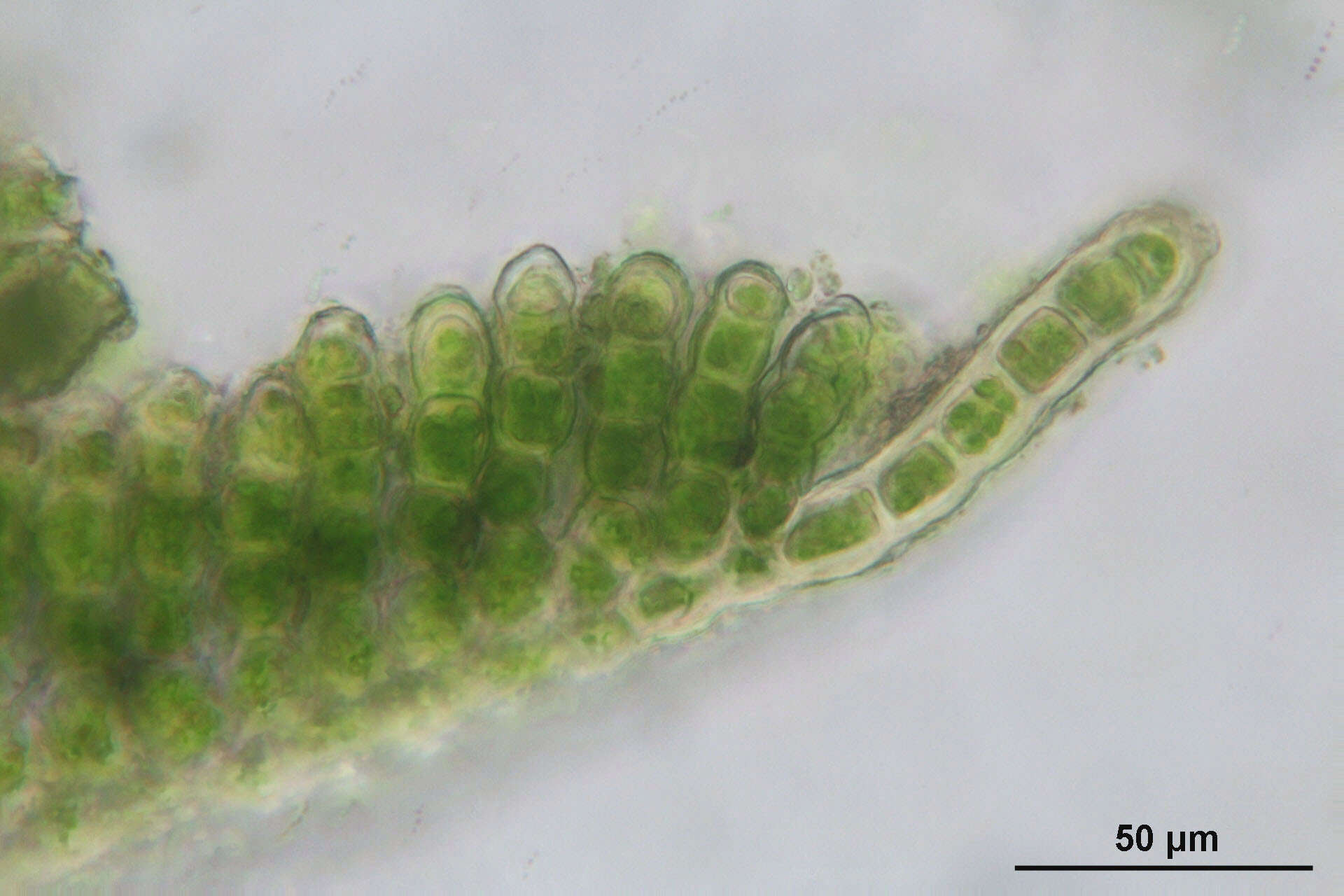 Слика од Pogonatum aloides Palisot de Beauvois 1805