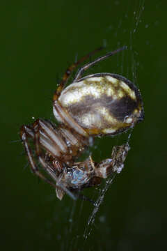 Image of Tuftlegged Orbweaver