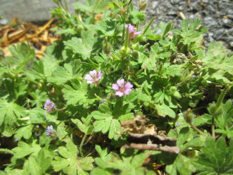 Image of Small-flowered Cranesbill