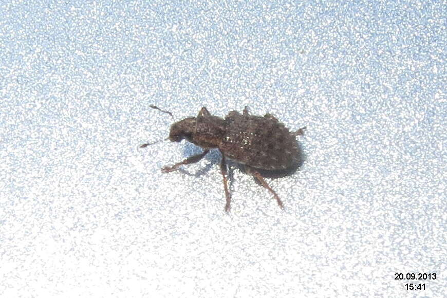 Image of Clover Root Weevil