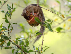 Image of Indian palm squirrel