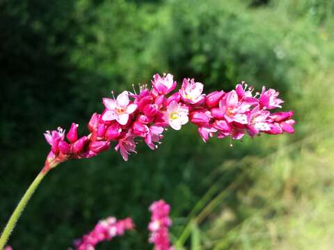 Persicaria orientalis (L.) Spach resmi