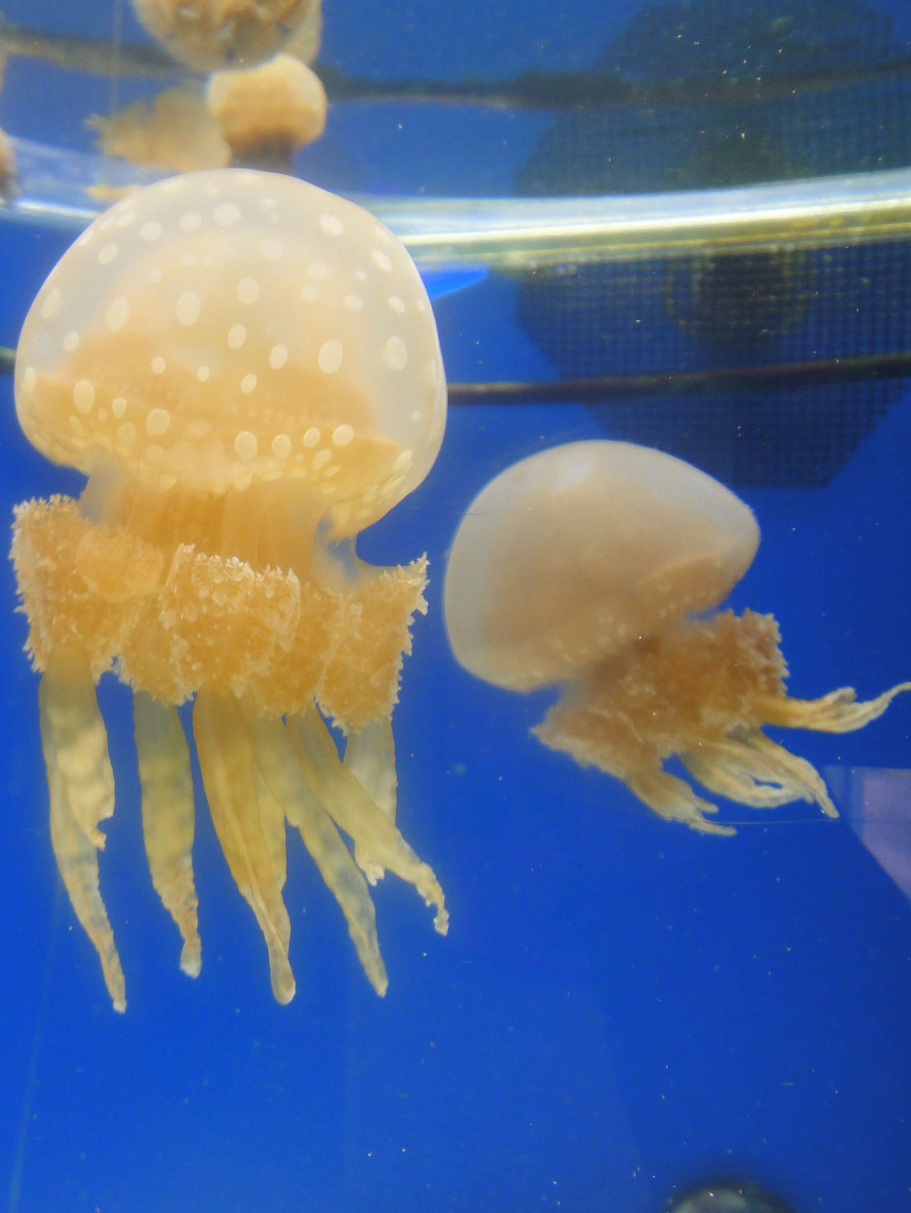 Image of Spotted jelly