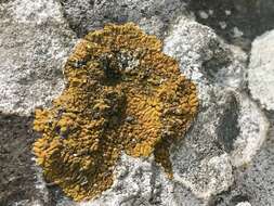 Image of orange lichen