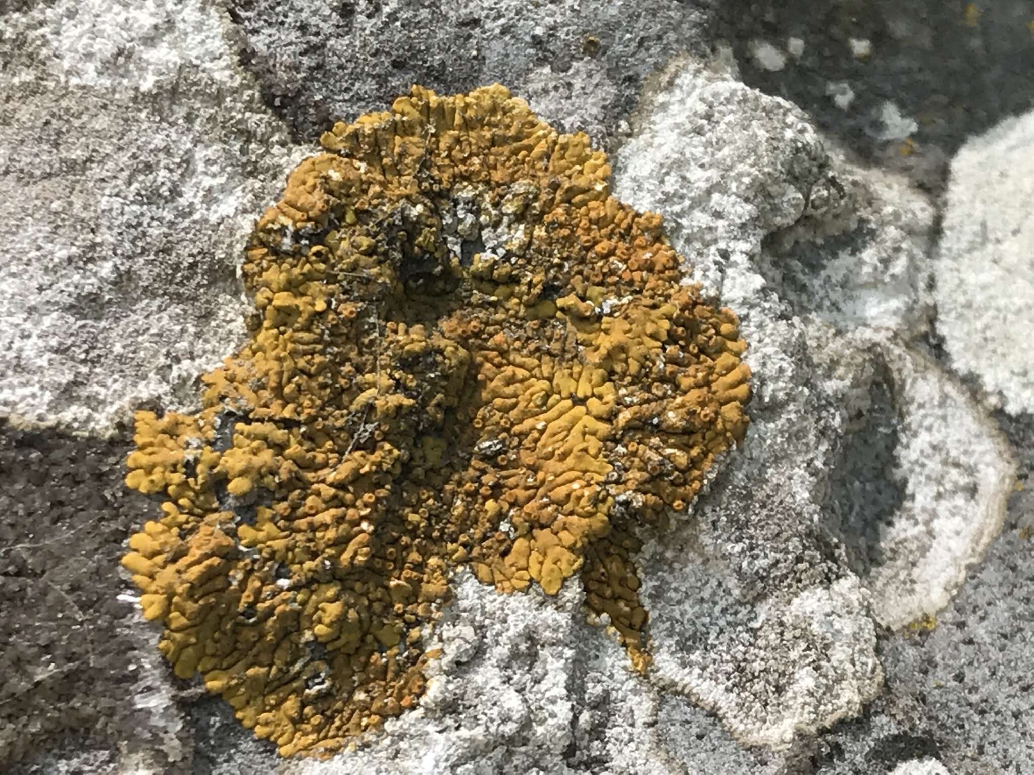 Image of orange lichen