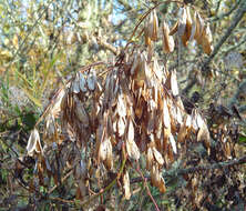 Слика од Fraxinus latifolia Benth.