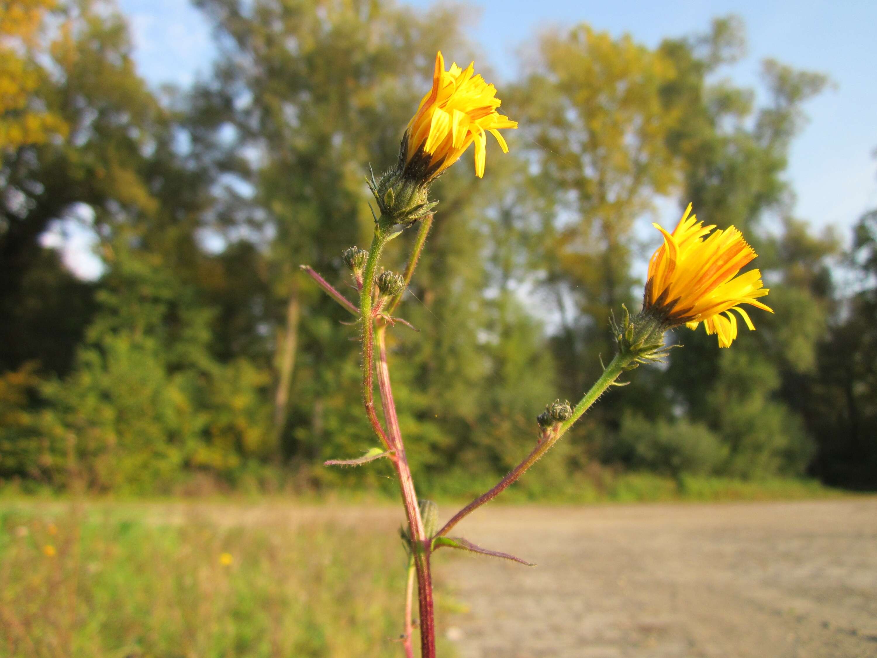 Image of hawkweed oxtongue