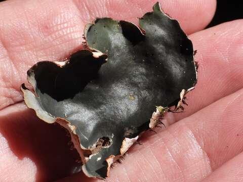 Image of Peltigera neckeri