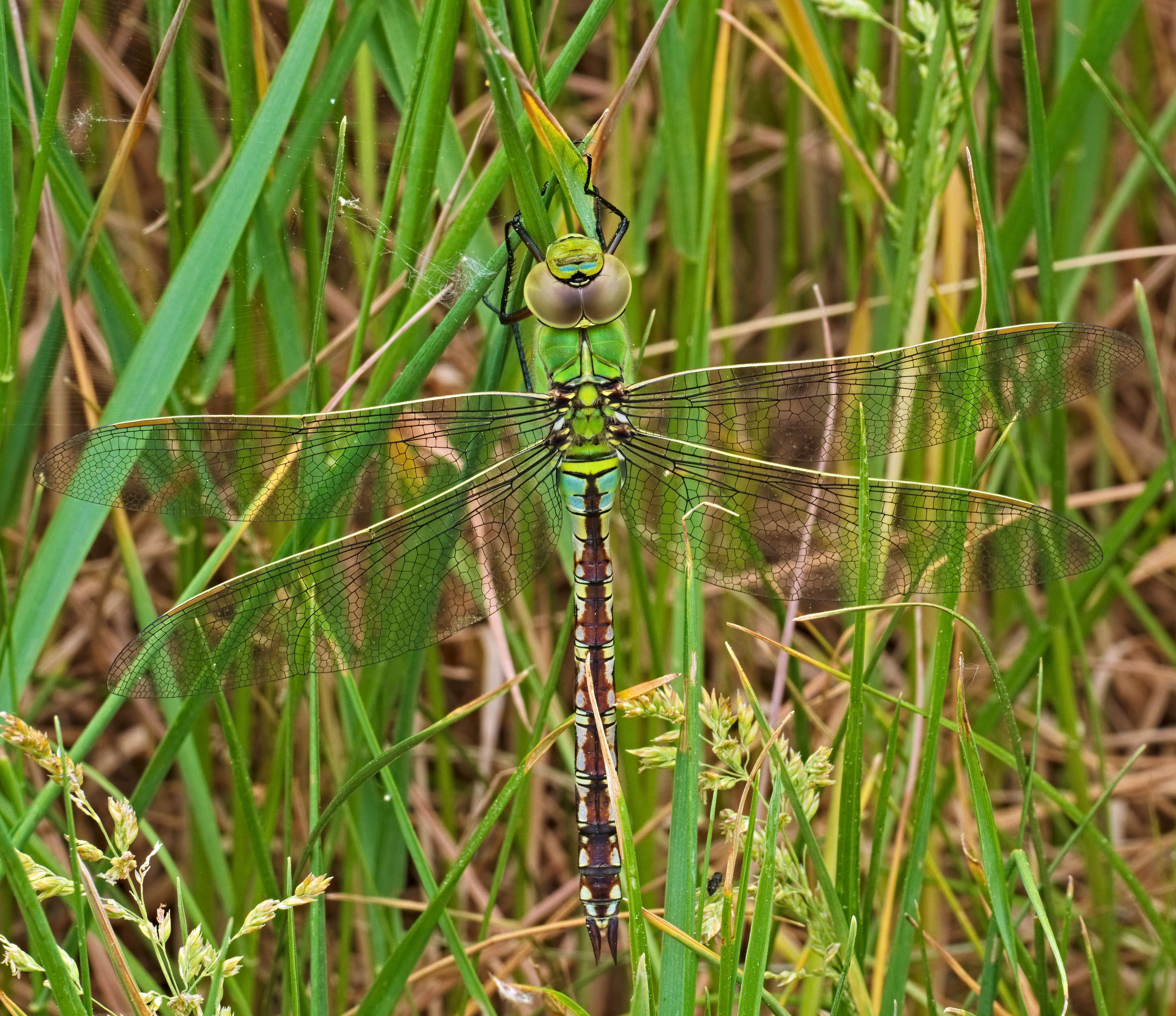 Image of Lesser Emperor