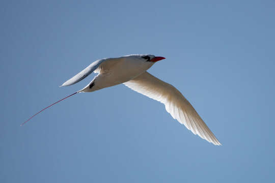 Image of Red-tailed Tropicbird