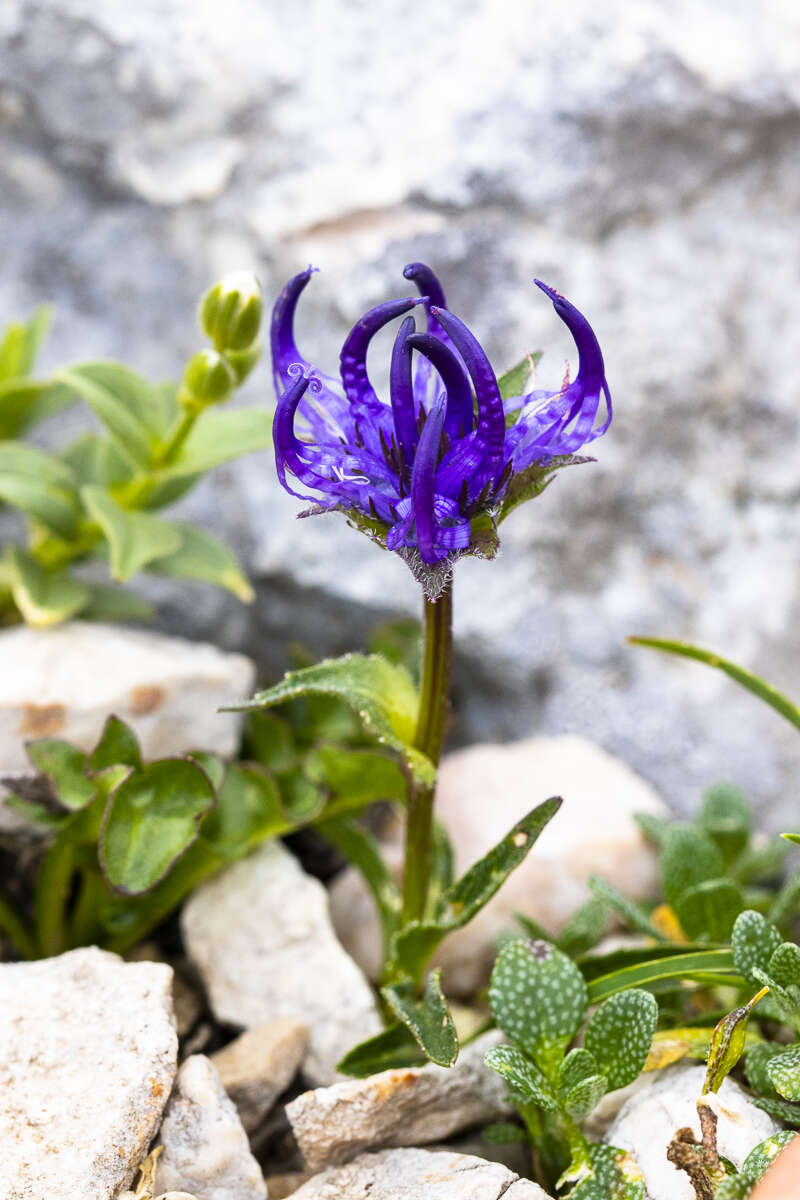 Image of Horned Rampion