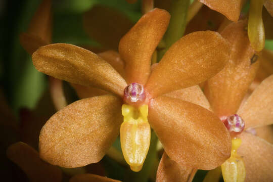 Image of Vanda curvifolia (Lindl.) L. M. Gardiner