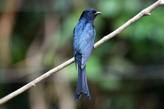 Image of Fork-tailed Drongo-Cuckoo