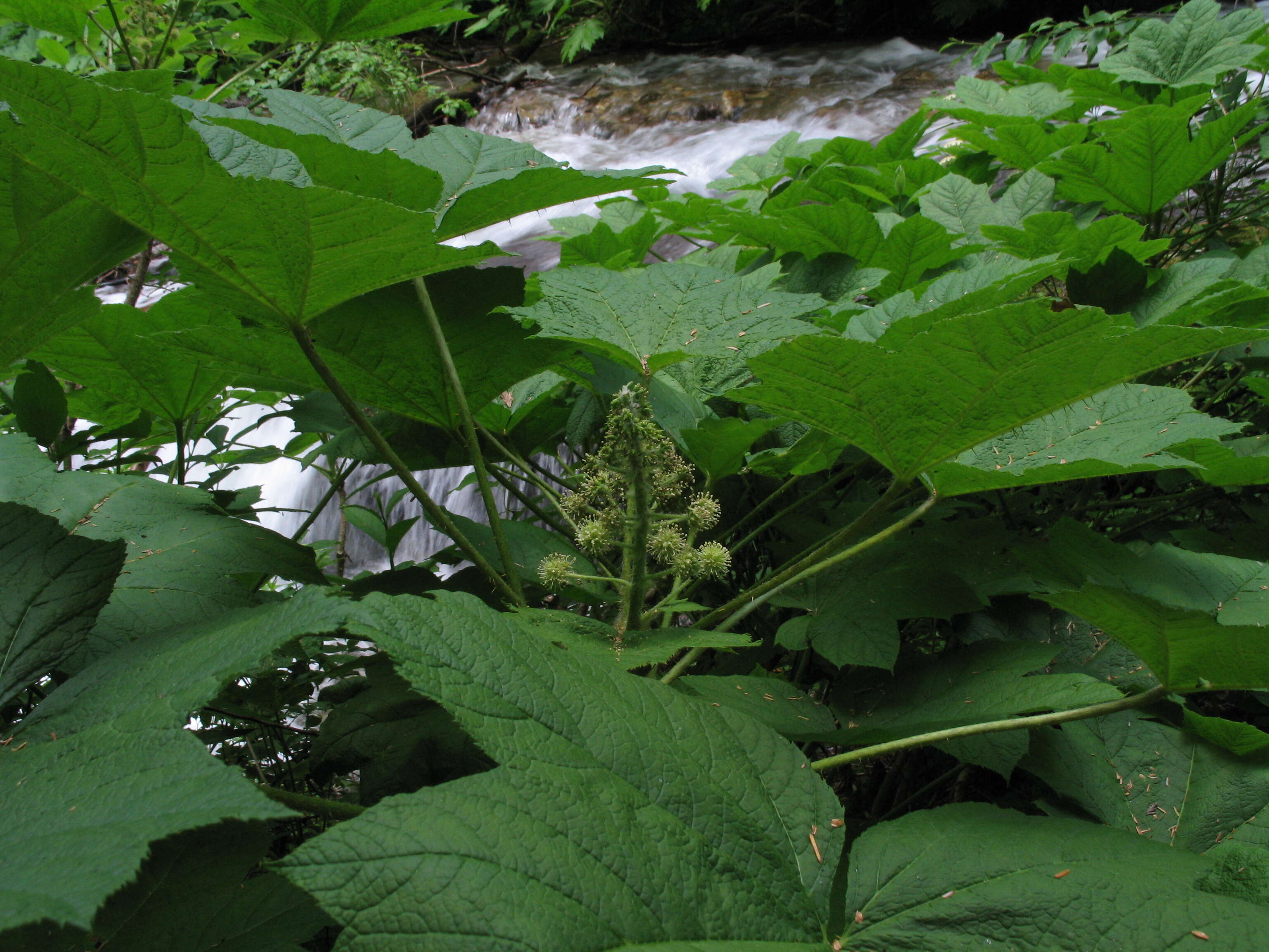 Image de bois piquant