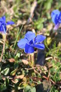 Plancia ëd Gentiana verna L.