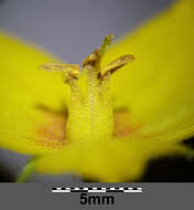 Image of Dotted Loosestrife