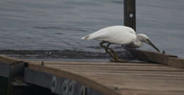 Image de Aigrette sacrée