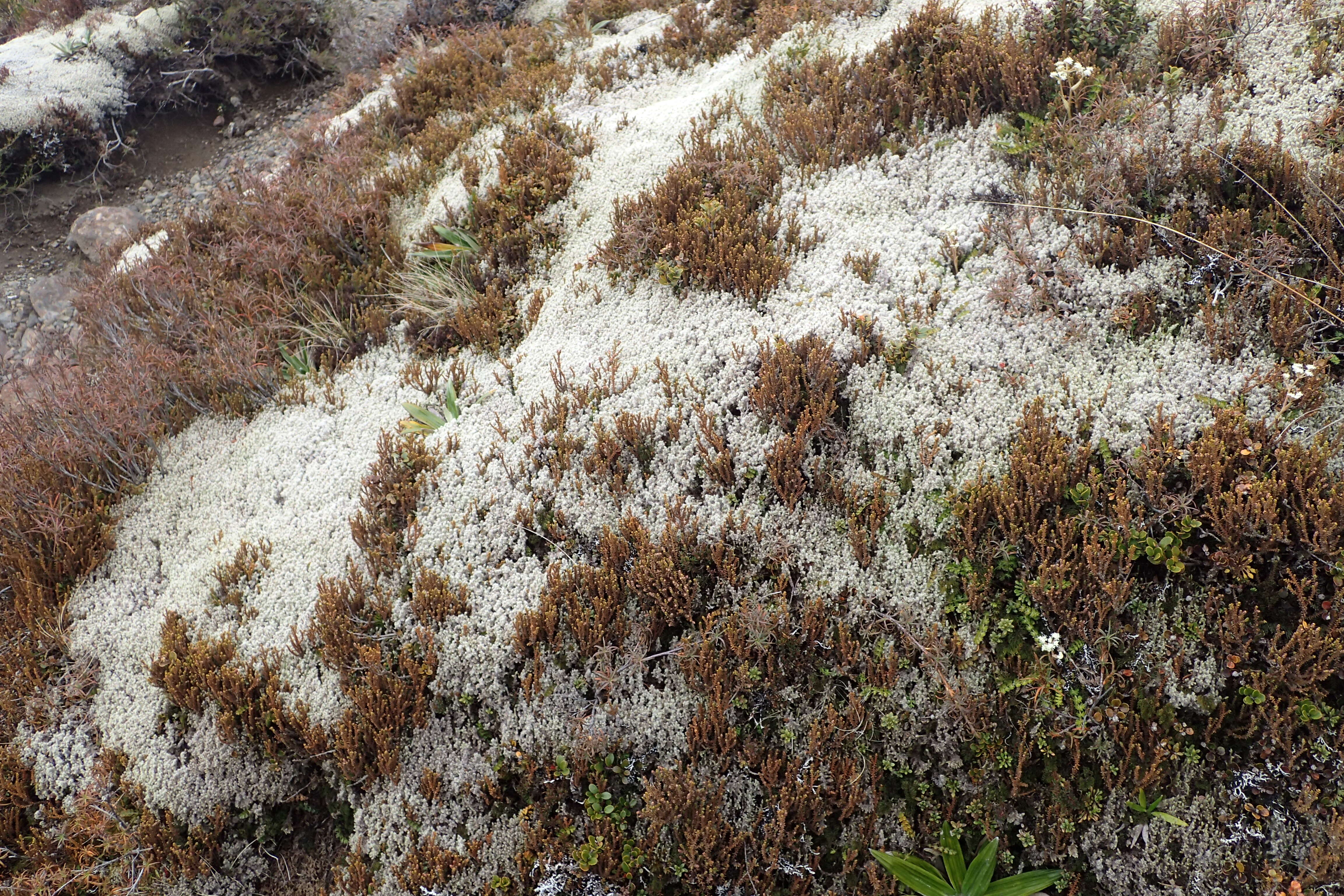 Image of Mountain Rimu