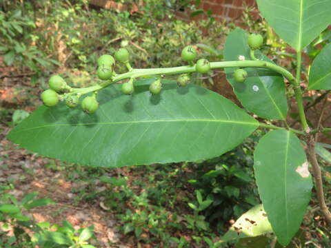 Croton persimilis Müll. Arg.的圖片