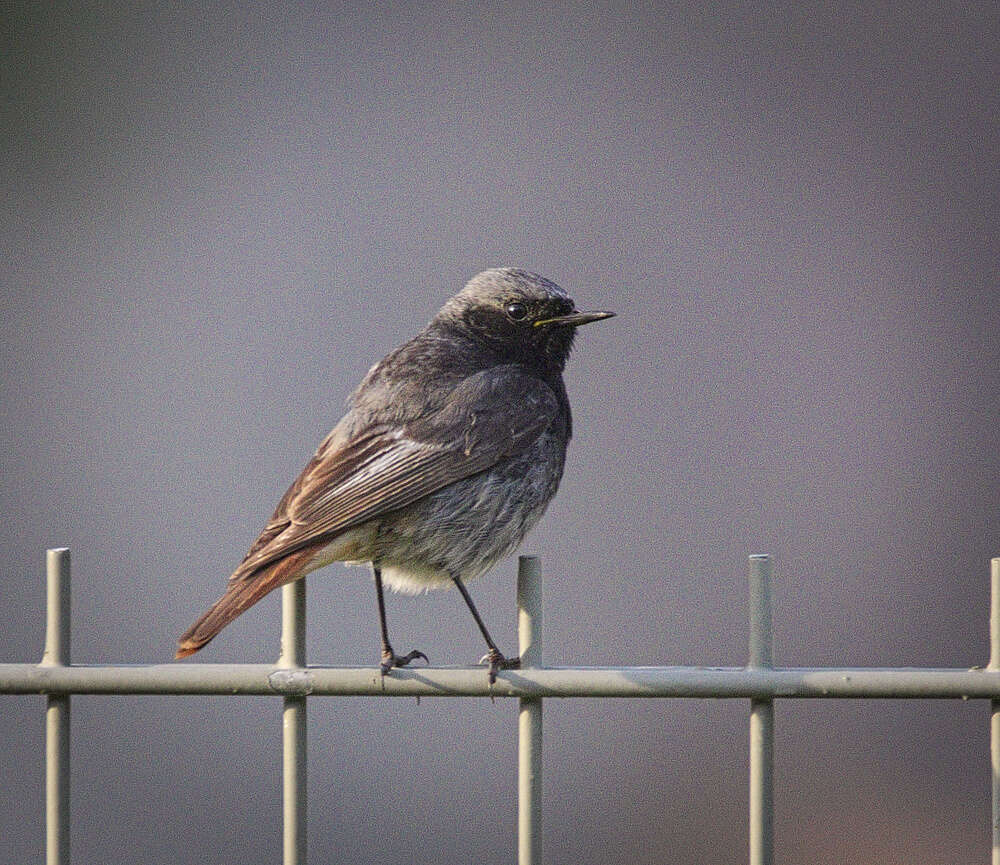 Image of Black Redstart