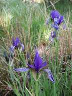 Image of German Iris