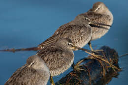 Image of Short-billed Dowitcher