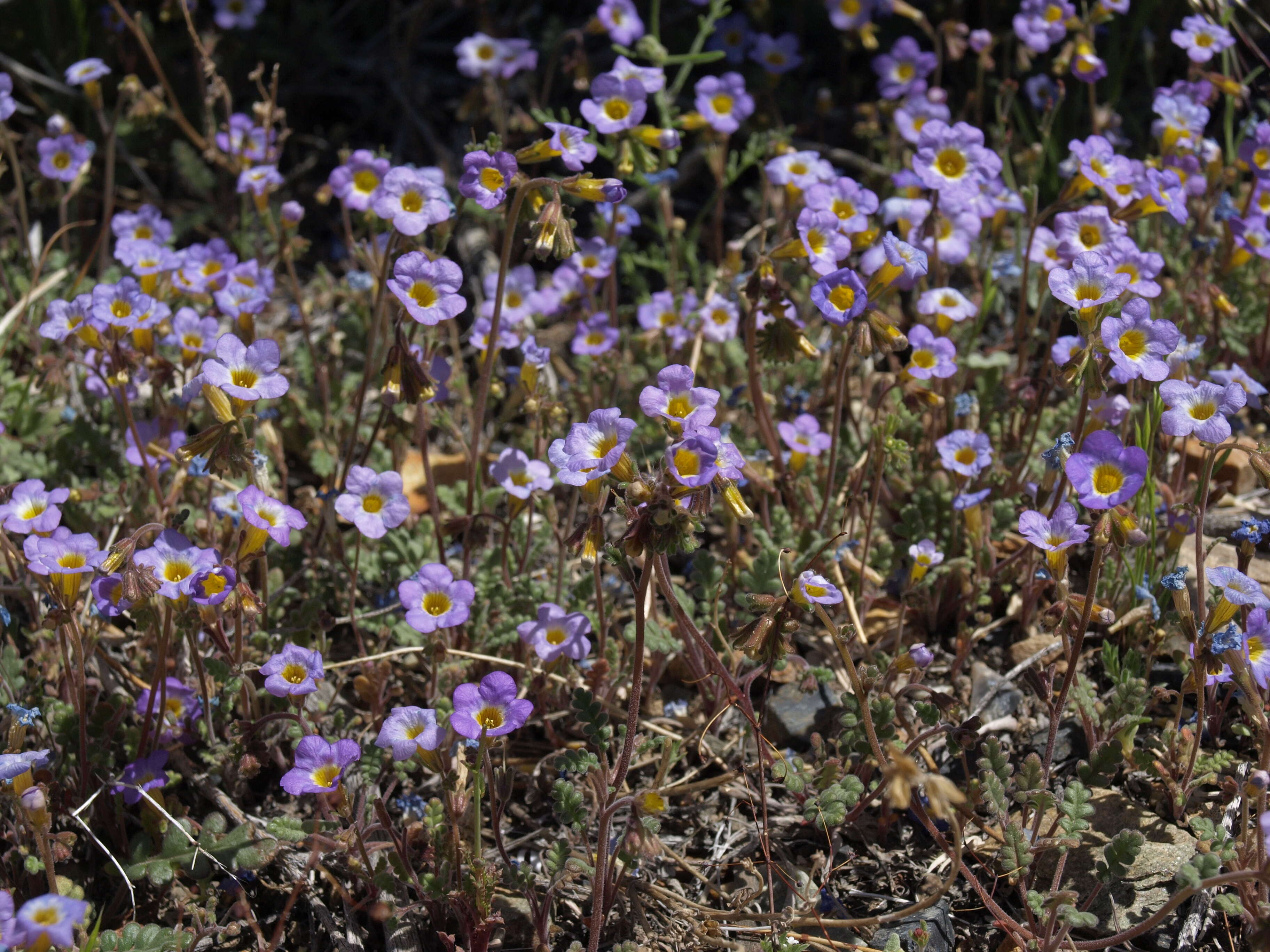 Image of Fremont's phacelia