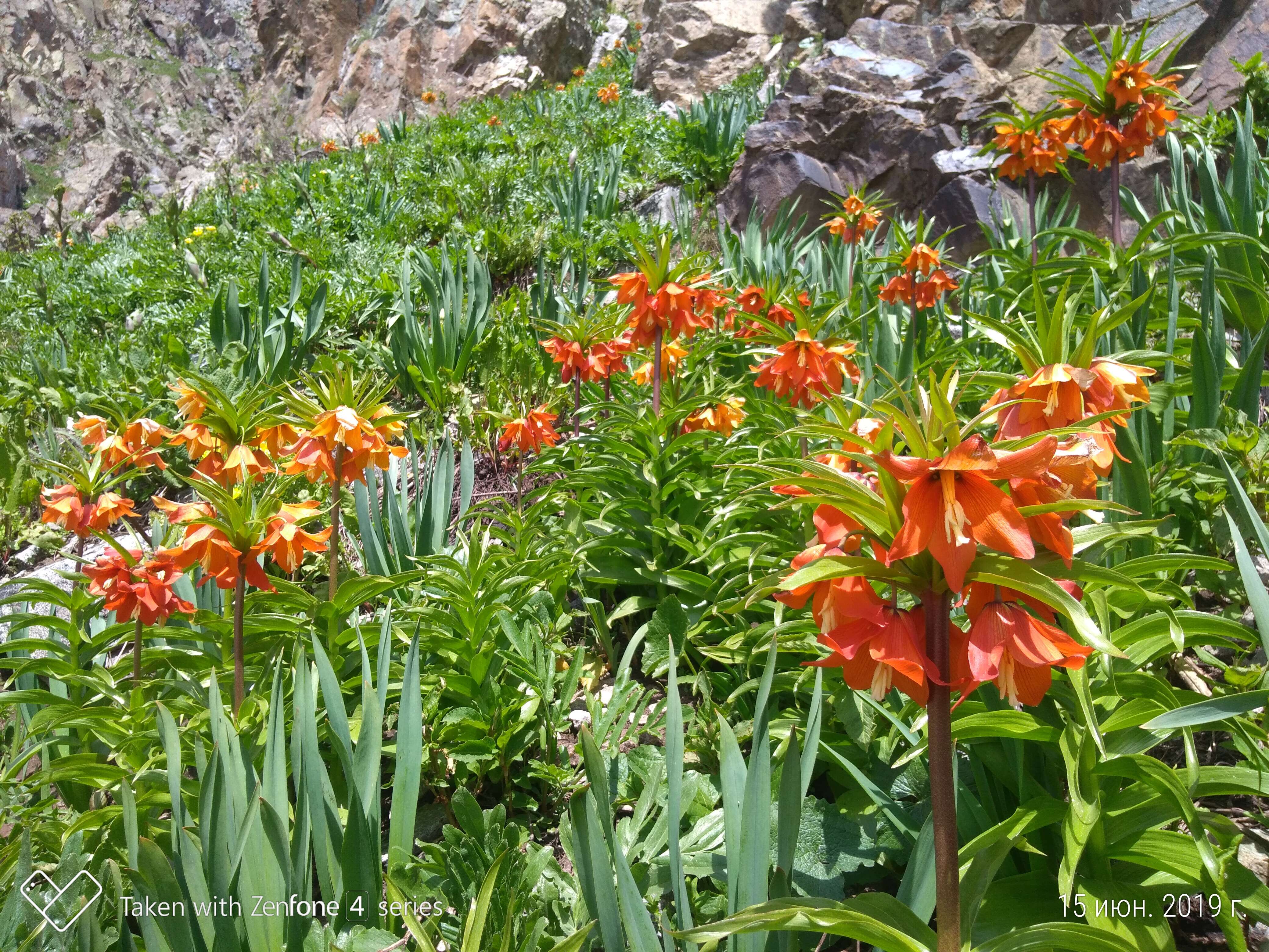 Image of Fritillaria eduardii A. Regel ex Regel