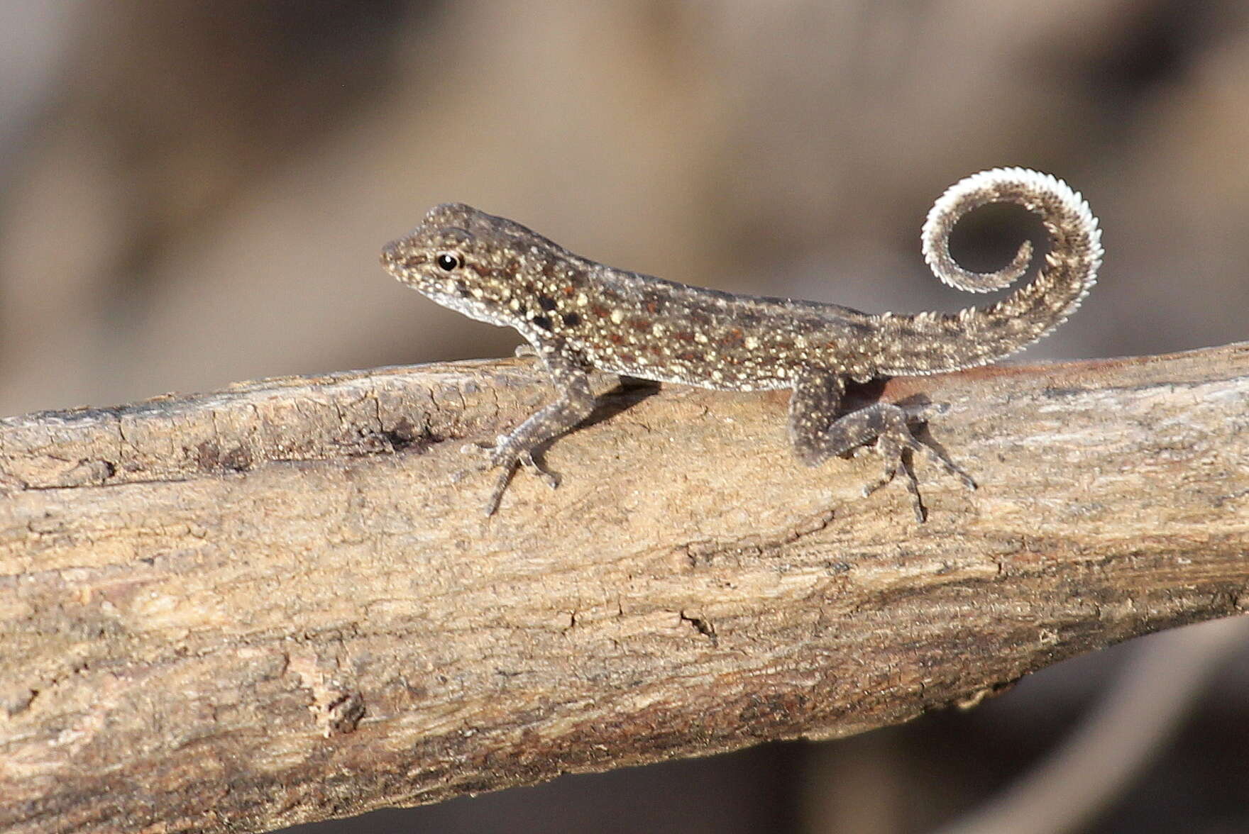 Image of Blandford's Semaphore Gecko