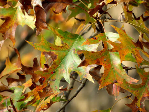 Image of Red Oak