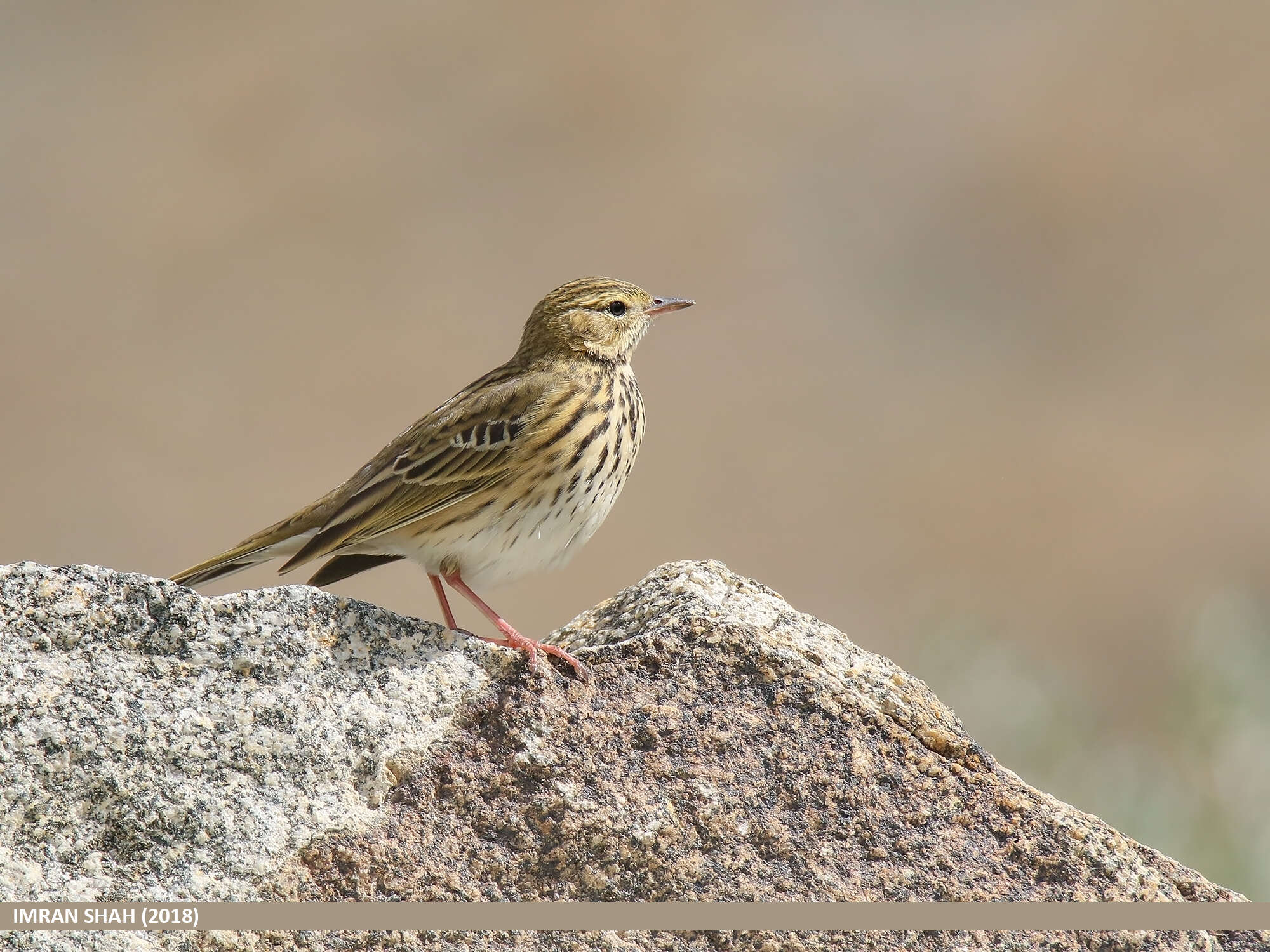 Image of Rosy Pipit