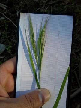 Image of compact brome