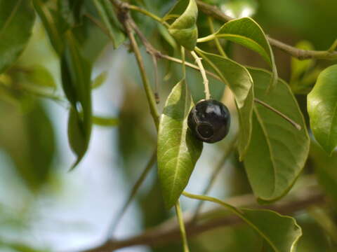 Image of Sandalwood