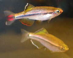 Image of Tanichthys thacbaensis Nguyen & Ngo 2001