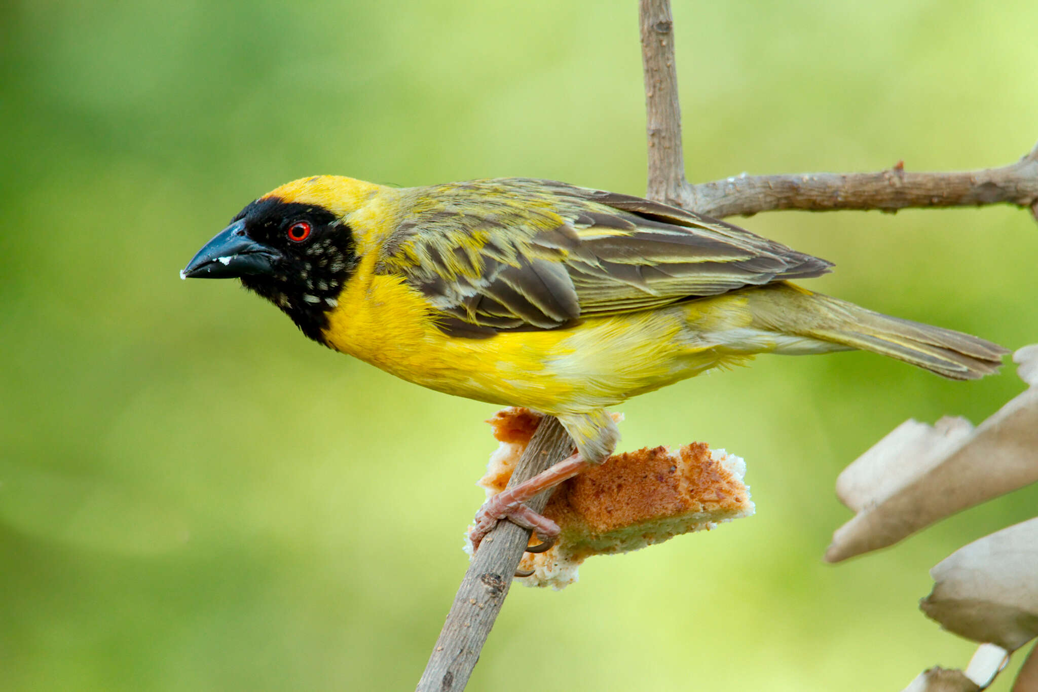 Image of African Masked Weaver