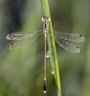 Platylestes kirani resmi